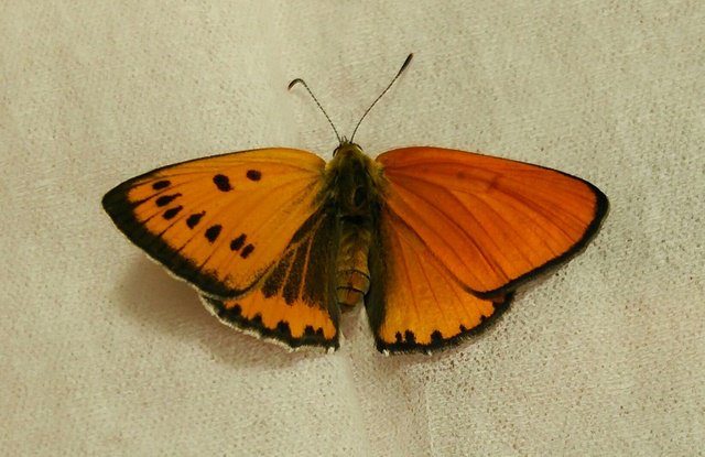 Unid skipper gynandromorph (Internet Image property of respective owner, non-commercial use only)